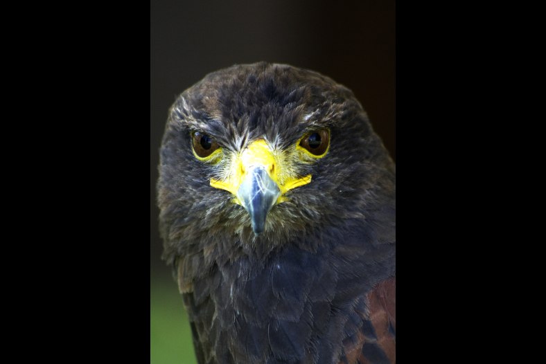 Aquila